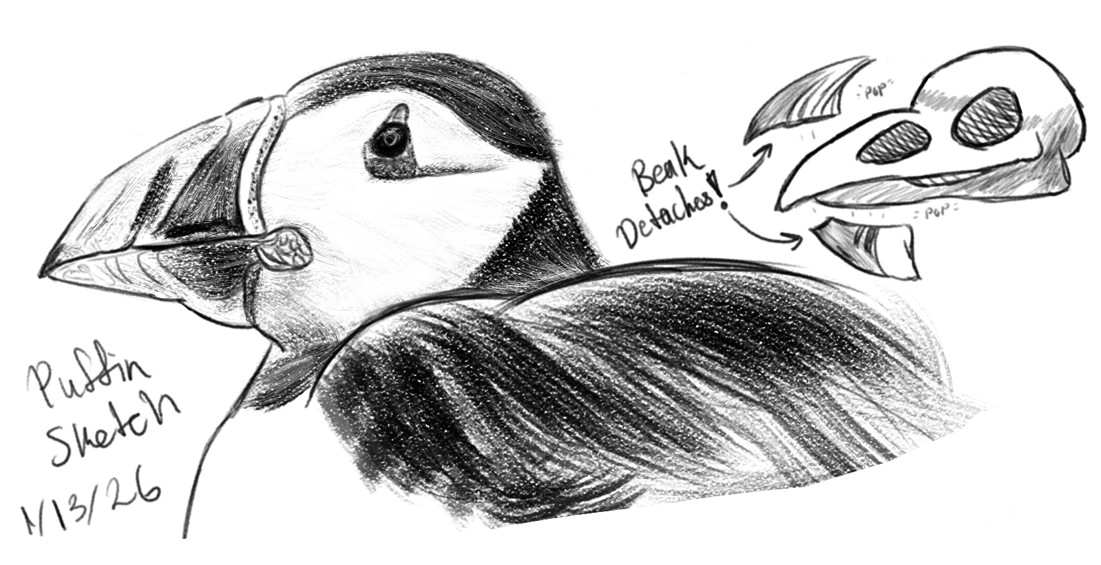 Puffin Sketch